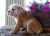  AKC registered English bulldog puppies ready to go